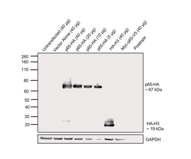 Spot-tag® antibody (28A5)