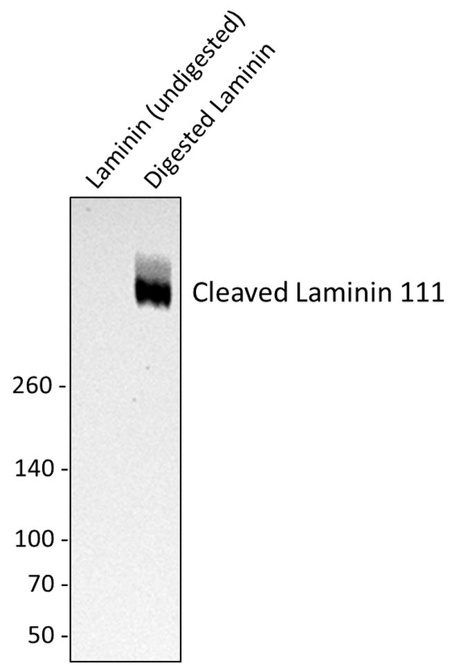 Cleaved Laminin 111 Antibody in Western Blot (WB)