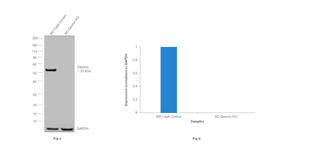 Desmin Antibody in Western Blot (WB)