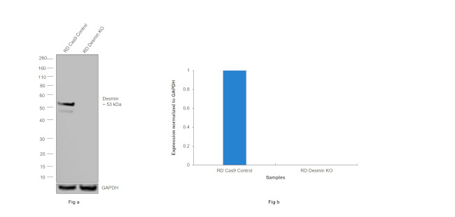 Desmin Antibody