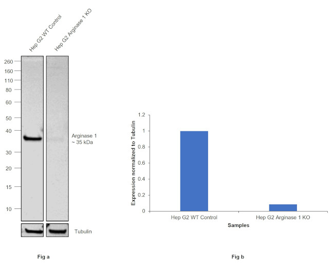 Arginase 1 Antibody in Western Blot (WB)