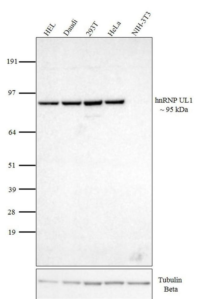 hnRNP UL1 Antibody in Western Blot (WB)