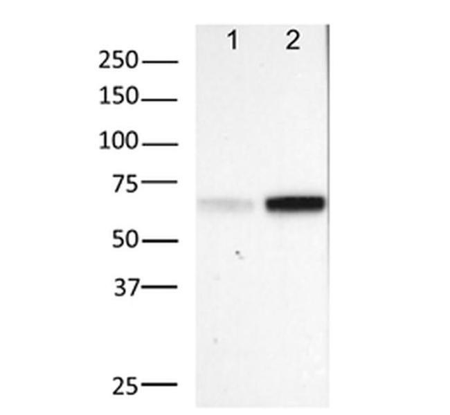 Phospho-NFkB p65 (Ser529) Antibody in Western Blot (WB)