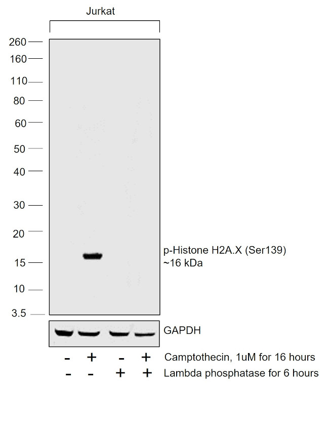 Phospho-Histone H2A.X (Ser139) Antibody