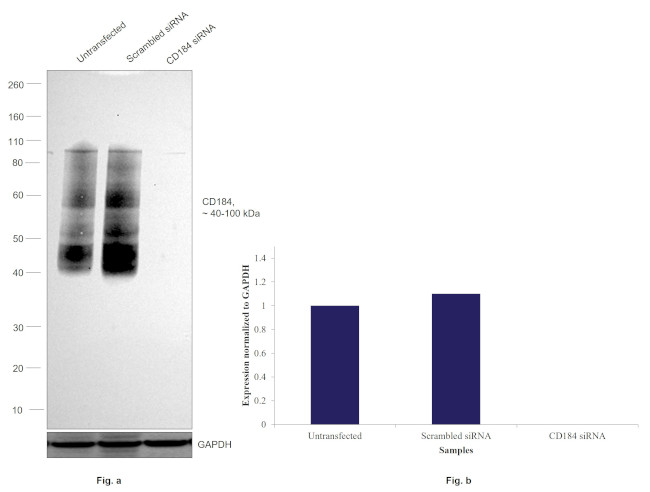 CD184 (CXCR4) Antibody in Western Blot (WB)