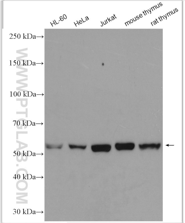 ROD1 Antibody in Western Blot (WB)