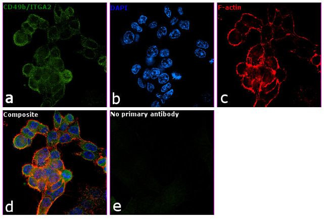 CD49b (Integrin alpha 2) Monoclonal Antibody (eBioY418 (Y418)), eBioscience™