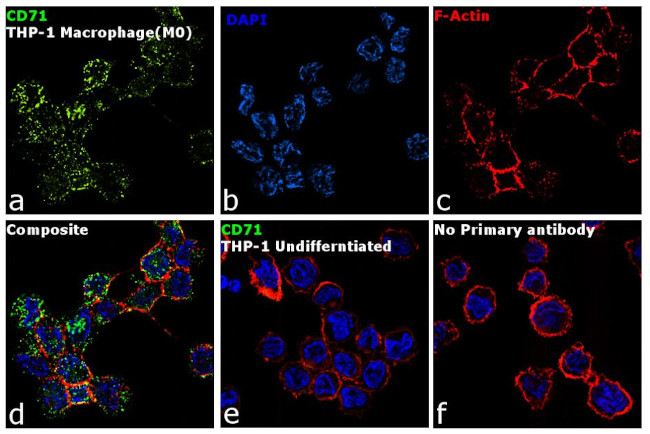 CD71 (Transferrin Receptor) Antibody in Immunocytochemistry (ICC/IF)