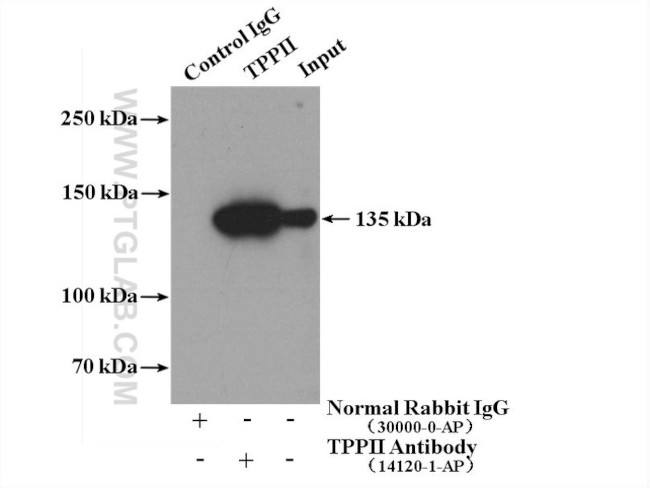 TPPII Antibody in Immunoprecipitation (IP)