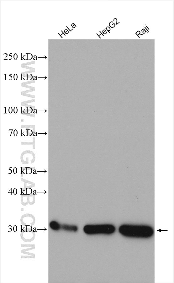 RPS3A Antibody in Western Blot (WB)