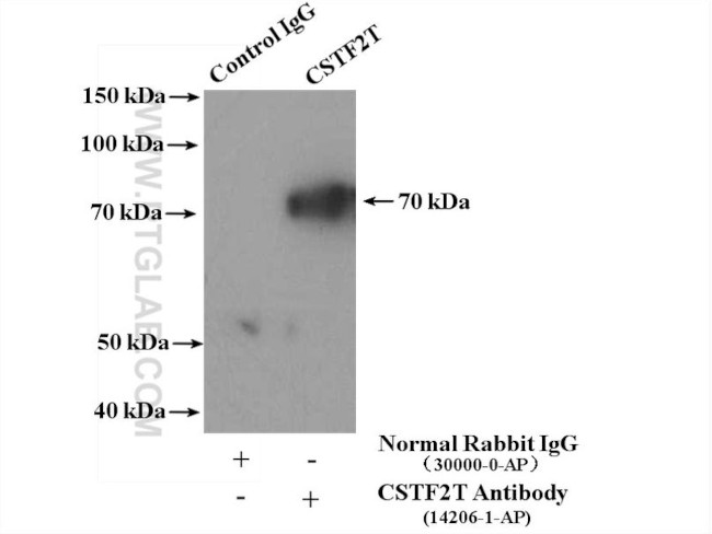 CSTF2T Antibody in Immunoprecipitation (IP)