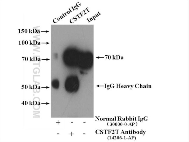CSTF2T Antibody in Immunoprecipitation (IP)