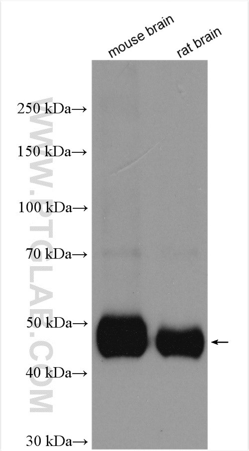 MPI Antibody in Western Blot (WB)