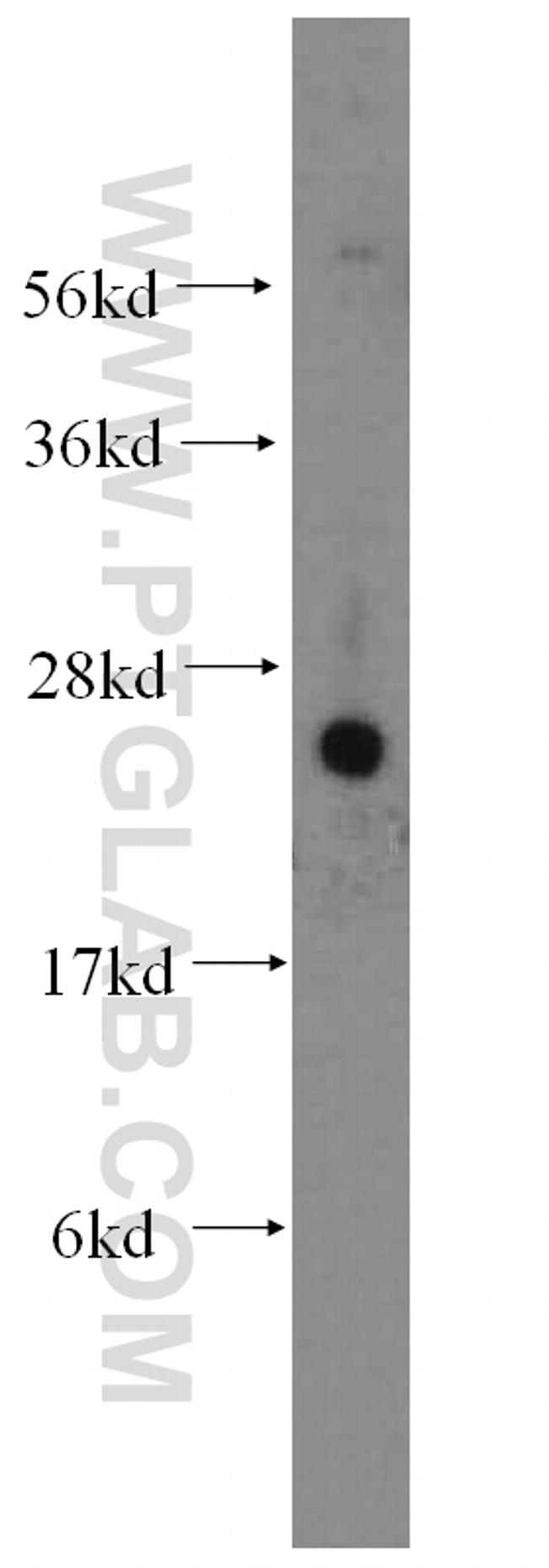 FAM3C Antibody in Western Blot (WB)