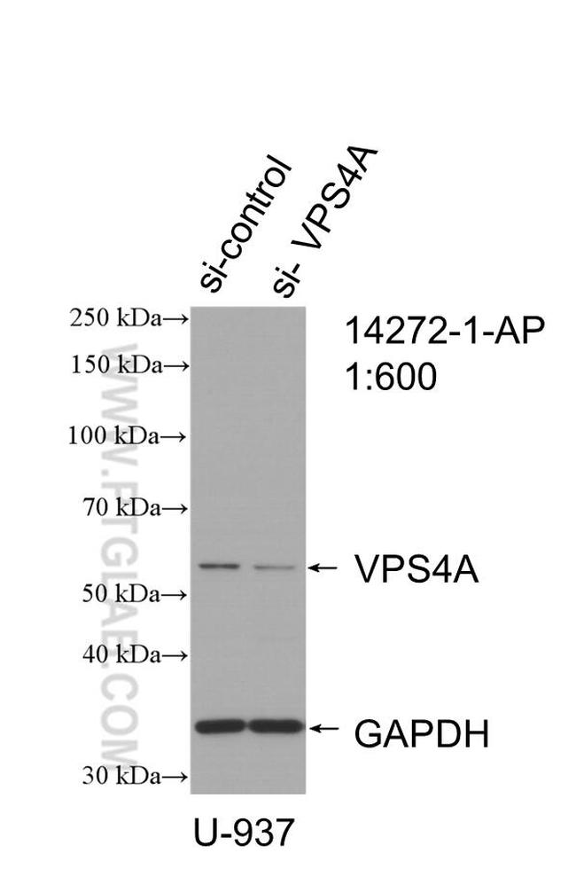 VPS4A Antibody in Western Blot (WB)