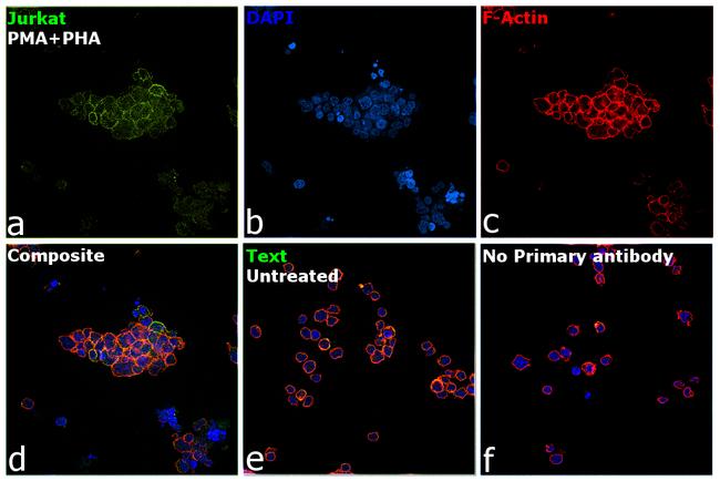 CD279 (PD-1) Antibody