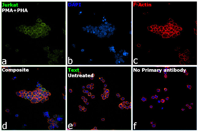 CD279 (PD-1) Antibody in Immunocytochemistry (ICC/IF)