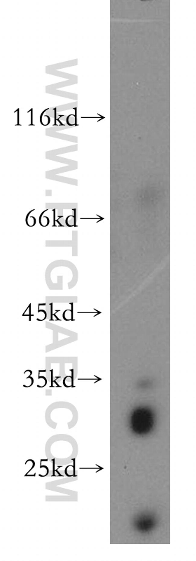 CD80/B7-1 Antibody in Western Blot (WB)