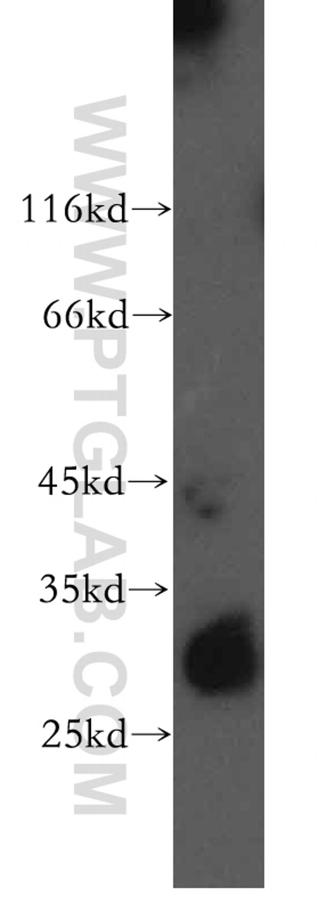 CD80/B7-1 Antibody in Western Blot (WB)