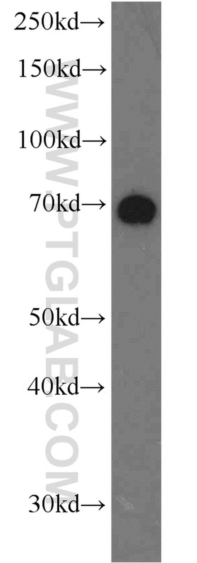 NUB1 Antibody in Western Blot (WB)