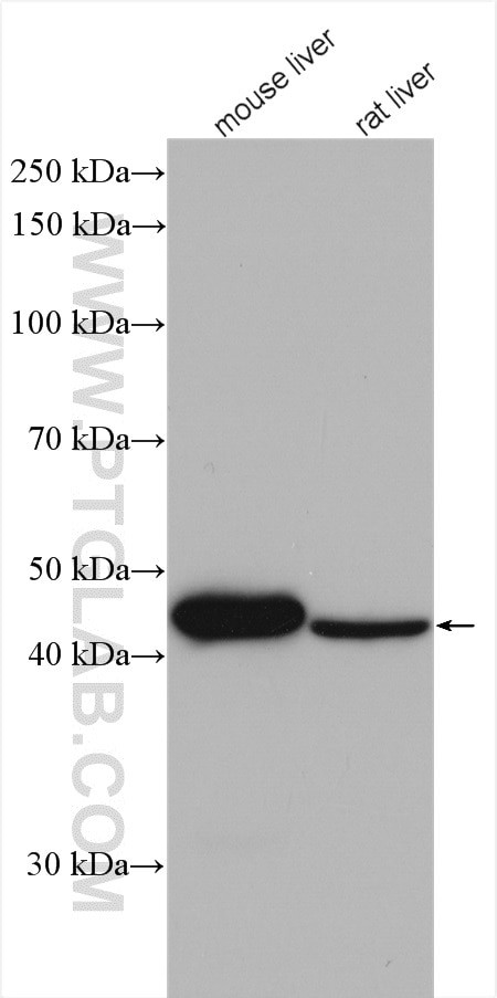 LDHD Antibody in Western Blot (WB)