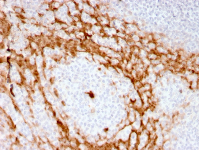 Granulocyte-Colony Stimulating Factor (G-CSF) Antibody in Immunohistochemistry (Paraffin) (IHC (P))