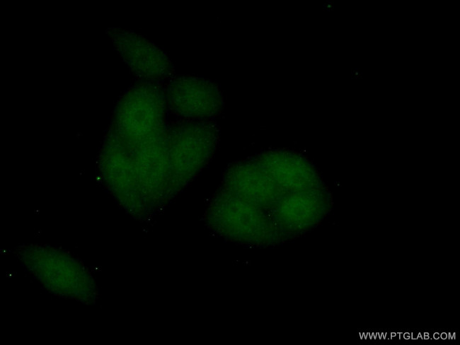 IPO11 Antibody in Immunocytochemistry (ICC/IF)