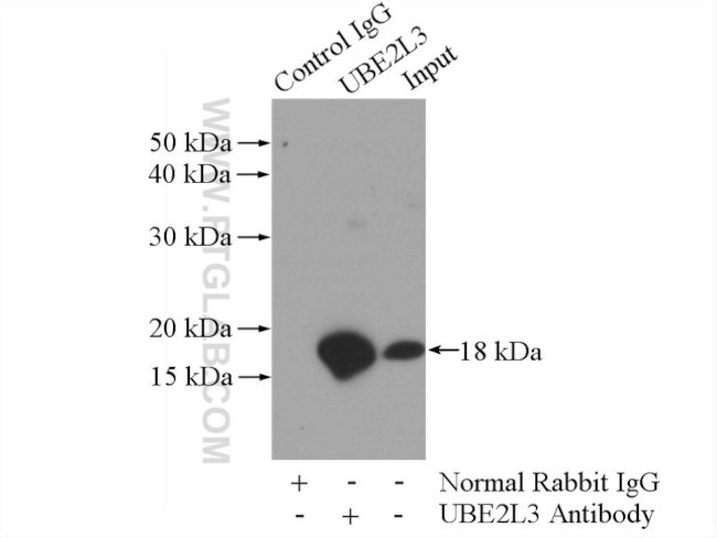 UBE2L3 Antibody in Immunoprecipitation (IP)
