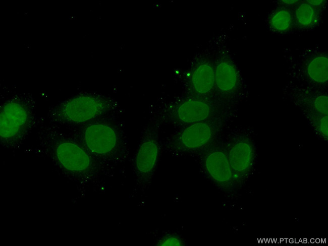 TFIP11 Antibody in Immunocytochemistry (ICC/IF)