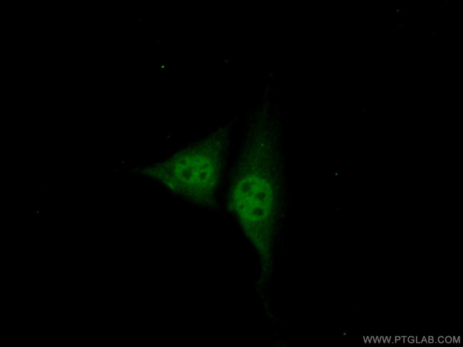 NR1D1 Antibody in Immunocytochemistry (ICC/IF)