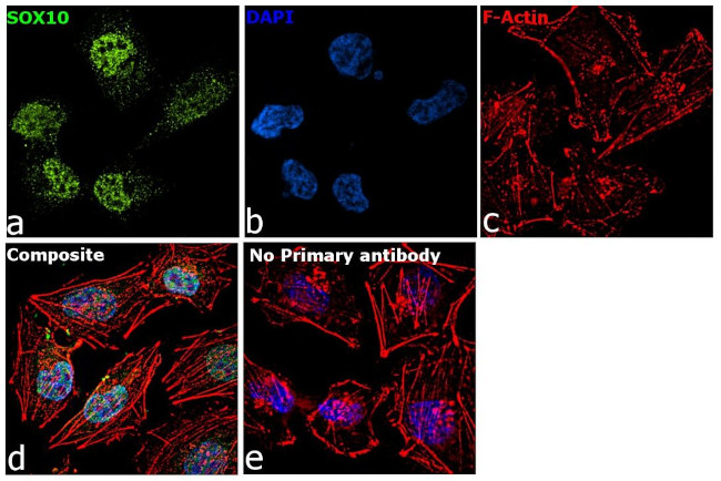 SOX10 Antibody in Immunocytochemistry (ICC/IF)