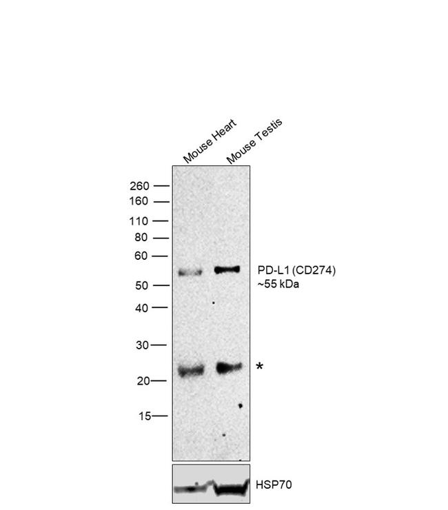 CD274 (PD-L1, B7-H1) Monoclonal Antibody (MIH5) (14-5982-82)