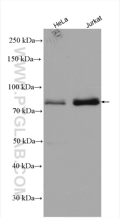 RMI1 Antibody in Western Blot (WB)