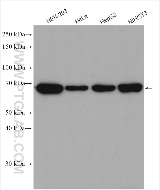 IGF2BP3 Antibody in Western Blot (WB)