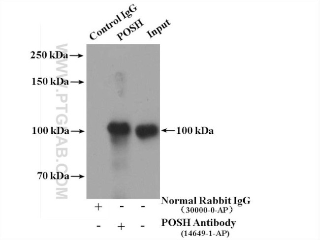 POSH Antibody in Immunoprecipitation (IP)
