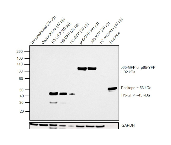 GFP Antibody