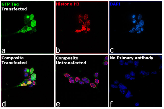 GFP Antibody in Immunocytochemistry (ICC/IF)