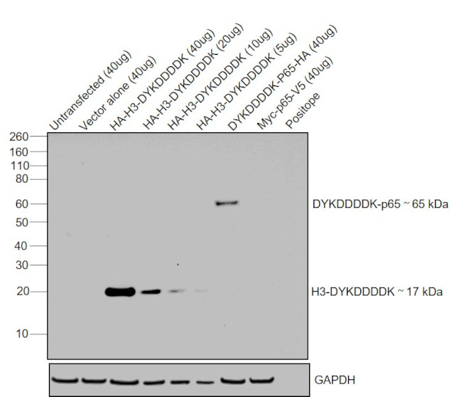 DYKDDDDK Tag Monoclonal Antibody (FG4R) (14-6681-80)