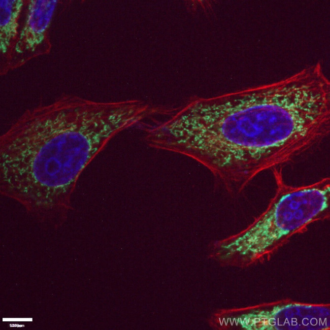 ATP5A1 Antibody in Immunocytochemistry (ICC/IF)