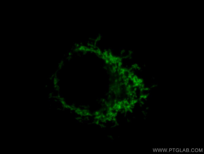 ATP5A1 Antibody in Immunocytochemistry (ICC/IF)