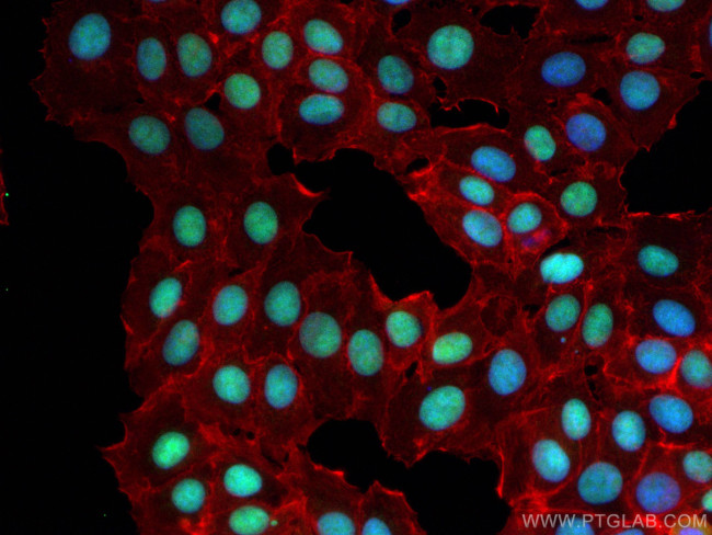 MORF4L2 Antibody in Immunocytochemistry (ICC/IF)