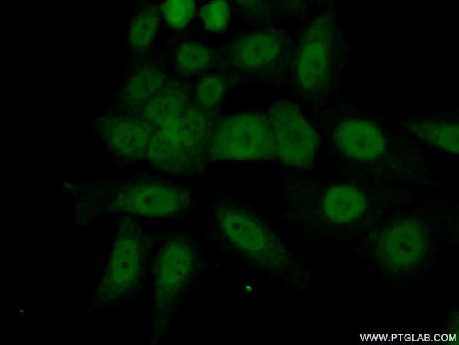 MORF4L2 Antibody in Immunocytochemistry (ICC/IF)