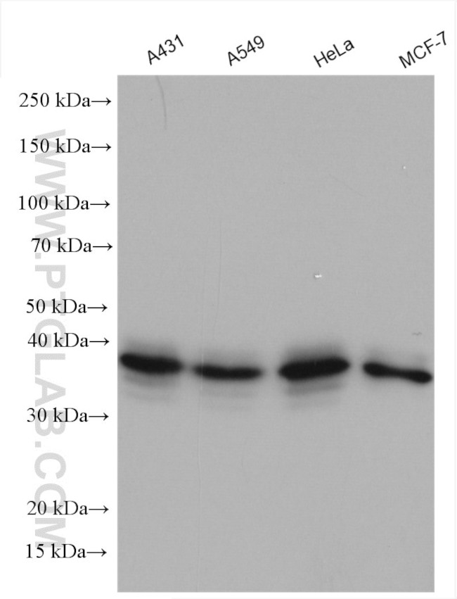 MORF4L2 Antibody in Western Blot (WB)