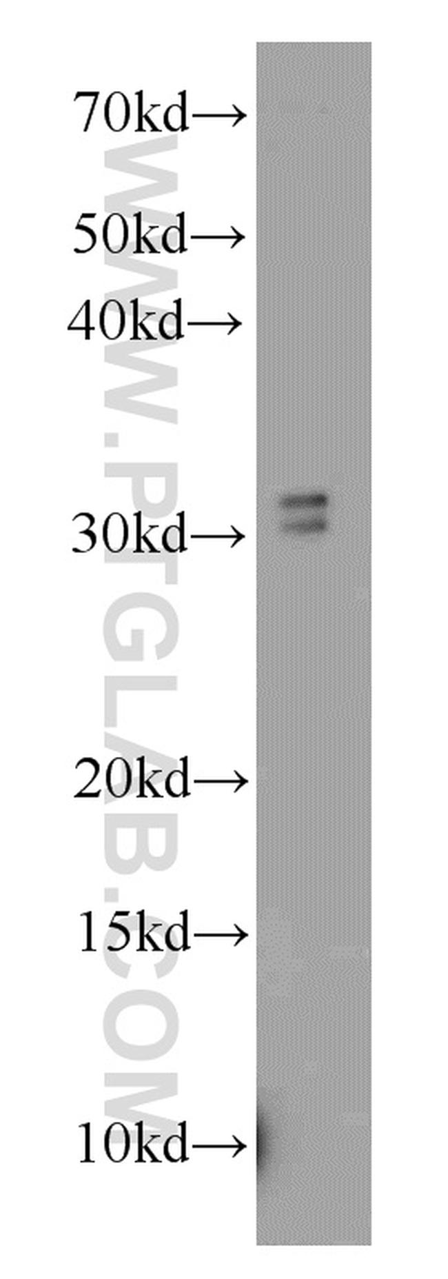 MORF4L2 Antibody in Western Blot (WB)