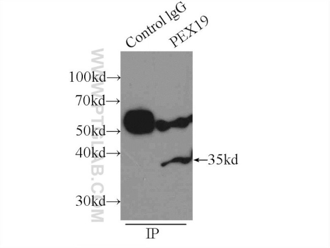 PEX19 Antibody in Immunoprecipitation (IP)