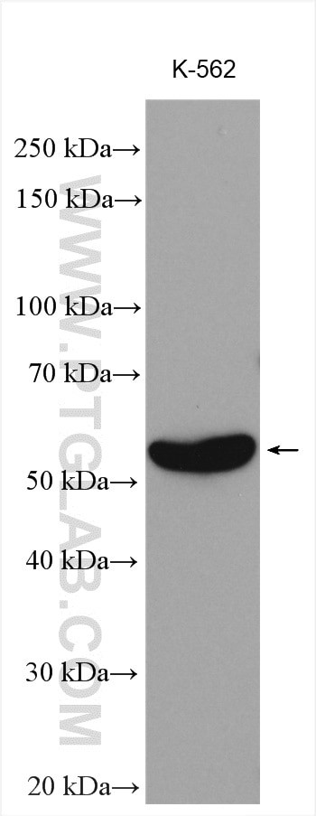 MPP1 Antibody in Western Blot (WB)