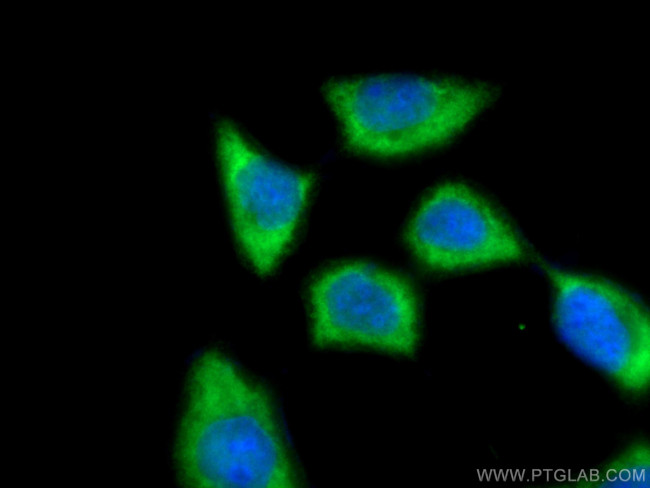 AHSA1 Antibody in Immunocytochemistry (ICC/IF)