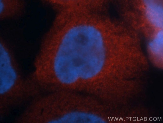 AHSA1 Antibody in Immunocytochemistry (ICC/IF)