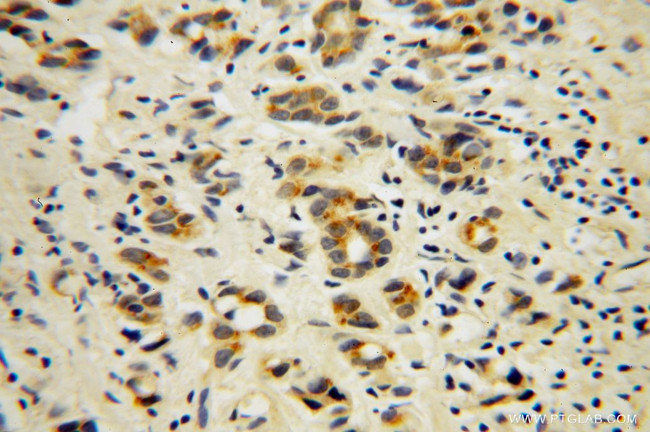 AHSA1 Antibody in Immunohistochemistry (Paraffin) (IHC (P))