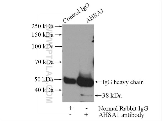 AHSA1 Antibody in Immunoprecipitation (IP)